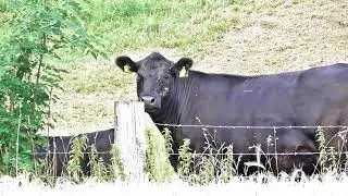 K&uuml;he Bullen Rinder