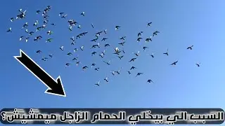 ليه الحمام الزاجل مبيمشيش من فوق اللوفت اثناء التمرينات؟