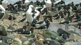 New Zealand Birds: Pied Shag or Cormorant leaving flock to enter water at Tararu.