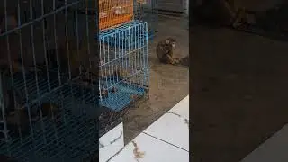 #monkey #nothingimposibleinthisworld #survival #cute #rescue #recovery