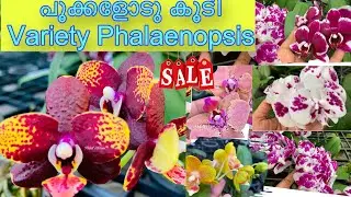 Phalaenopsis orchid with flowers available for sale / Orchid seller kerala