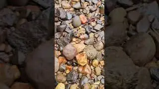 Found the holy grail of agate gravel bars!! #agate #rockhounding #carnelian #pnw #fyp