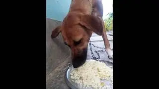 It's Lunch Time 🤣🤣#shorts #viral #trending #street #entertainment