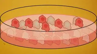 Primary cells v immortal cells