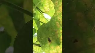 See what is this?  Braconidae wasp? #reels #agriculture #insect #nature #insects #icar