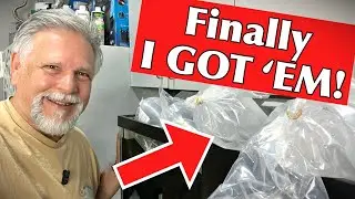 Unboxing *UNICORN* [Centerpiece] Fish!