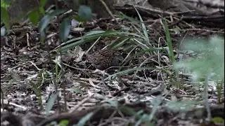 Black-Breasted Buttonquail at Inskip Point, Jul 2024
