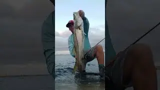 Free / Release #flyfishing #snook #shorts