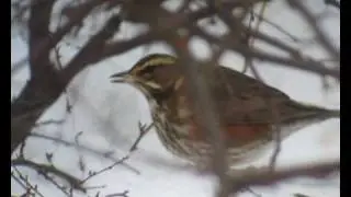R&ouml;dvingetrast (Turdus iliacus) i Kista