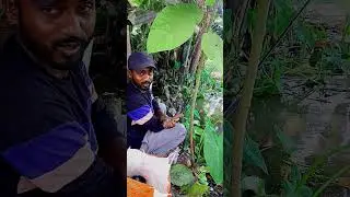 Koi fish catching Village fishermen by single Hook and 🐜 ant egg 🥚|দেশি কোই মাছ ধরলাম পুকুর  থেকে