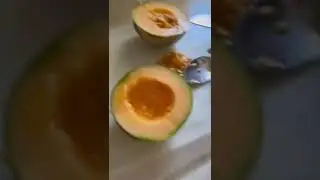 Cutting and tasting first French Cantaloupe