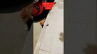 Orange cat plays football with a cup on the streets of Istanbul. #cat #football #funny