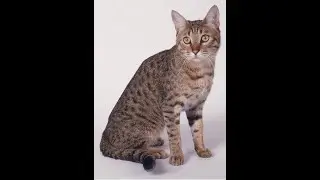 Why the California Spangled Cat Is the Coolest Cat Breed!
