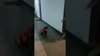 funny#cutebaby#smile#trending#shorts#tanya#3t