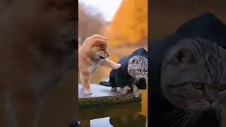 Shiba Mom Saves Puppy From Angry Cat! Crazy Rescue Moment Caught #dogs #cats #pets