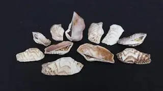 морские ракушки Арка пеанут 400 гр.