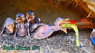 Anak Tengkek Saling Bert4rung Merebutkan Belalang Mentadu - Baby Kingfisher Eat Grassoper 
