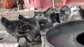 Primitive Duck Child | At home | Primitive Animals Team