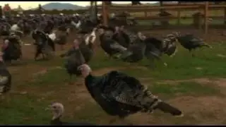 Marys Free Range Heritage Turkey Video
