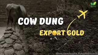 Cow Dung Export Business from India to Dubai &ndash; Real Facts & Profits