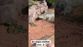 An angry mother crocodile 🐊| baby crocodile crying | mother crocodile hissing