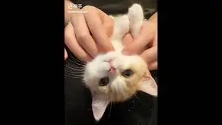 #CatsOfYouTube#KittenVibes#CatTikTok#PetLife#MeowMoment#shots