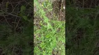 Manya ebikwaata kukadaali (lyrix decidua )