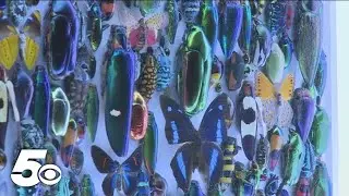 Crystal Bridges exhibit highlights the natural world