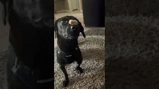Bailey dog balances a treat on his nose!