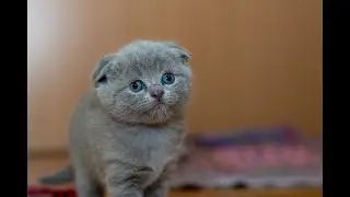 30 DAKİKALIK UZUN VERSİYON SEVİMLİ KEDİ VİDEOLARI & 30 MINUTES LONG VERSION CUTE CAT VIDEOS