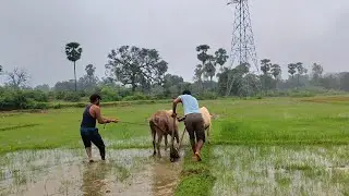Aaj humne do khet Mein kichad Kiya 🌾