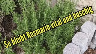 So bleibt euer Rosmarin vital und sch&ouml;n buschig