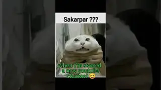 cat's Fun #cat #cartoon #capcut #cute #animation #animals #cartoon