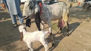 Taxila Mandi Goat Rates Update – Usama Zamir VlogsLatest update of Taxila Bakra Mandi & market tour