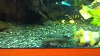 Killifish spawning / breeding behaviour