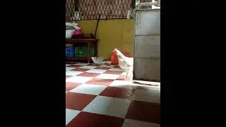 How hen sounds before lying egg#hen#hen sound#egg#hen sounds