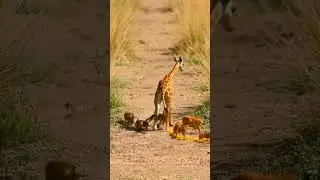 A group of mice rescue & guide a baby giraffe left behind & stranded in the African savanna.