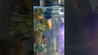Rajadahani gardan cafe😊 kottarakara Navtour