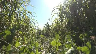 AgweekTV: SD Farm Creates Cover Crop Maze