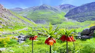Qilaban, Zozana Serê Ro-23.05.2024-#uludere, Serê Ro Yaylası