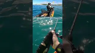 Kingfish VS Baitcaster #kingfish #kayakfishing #viral #nzfishing #angler