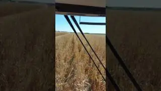 300+ Bushel Corn 2016 Sis Farms