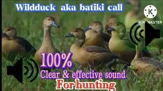 Wildduck Aka Batiki call 100% effective  for Hunting