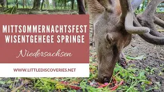 Mittsommernachtsfest im Wisentgehege Springe | Niedersachsen | Little Discoveries