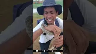 checkered keelback Snake | Water Snake |🐍
