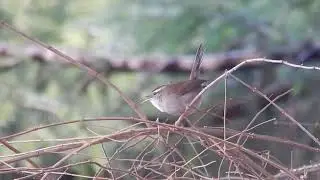 Bewick&rsquo;s Wren call call calling away