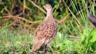 Female Grey francolin Territorial Behavior | Female Teetar birds Sound