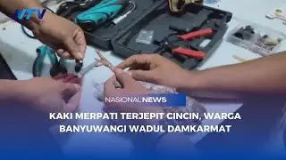 KAKI MERPATI TERJEPIT CINCIN, WARGA BANYUWANGI WADUL DAMKARMAT