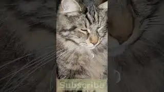Trying to Stay Awake Cats' Funny Moments in Cyprus  #cat #cyprus #mainecoon