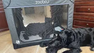 Ultimate Portable Dog Kennel Review: Travel in Comfort and Style!